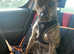 URGENT HOME NEEDED 13 month old female staff x Dutch shepherd