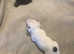 I have for sale 3boys and 2 girl Jack Russell puppies for sale