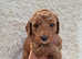 Adorable f1b Cockerpoo puppy's for sale
