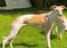 STUNNING BOY WHIPPET