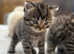 3 Stunning Female Persian Kittens for Sale