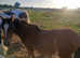 Section b X stepping cob