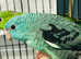 Beautiful baby linloted parakeet