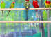 Rosella
