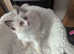 Beautiful ragdoll females