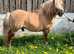 Red dun stallion
