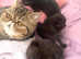 Exotic Shorthair Kittens for sale / precious pedigree parents
