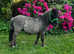 2021 registered Shetland colt