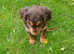 Beautiful roam colour sprocker pup