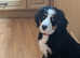 Bernese Mountain Dog