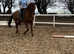 6yr old all rounder , 15.2hh