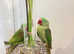 Stunning young alexandrine parrot