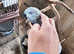 Hand tamed African gray parrot