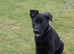 5 month old puppy