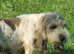 Griffon grand basset vendeen female