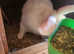 Boy Flemish Giant rabbit for sale