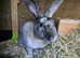 Mini rex Buck