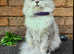 Five beautiful kittens for sale, half Persian