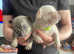 Gorgeous French bulldog puppies