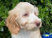 Miniature/Medium Size Goldendoodle Puppies