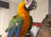 Harlequin macaw