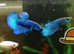Halfmoon plakat bettas young home bred and healthy pairs available.