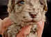 Gorgeous Chocolate Merle F1B Toy Cavapoos DNA Clear
