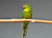 Yellow and Green Kakariki,17