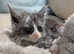 Tica pedigree Maine coon male