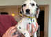 Adroable Dalmatian Puppies for sale