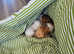 My beautiful girl give birth to 3 gorgeous boys they are now 4 weeks old and coming along great
