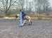 Highland cross cob gelding