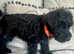 Schnauzool girl pup little beauty
