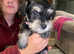 Miniature Schnauzer Puppies