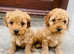 Cockapoo puppies for sale