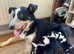 Tri coloured collie pups looking for forever home