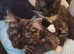 REDUCED - 2x Maine coon x Norwegian Forest with Everything