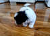 Shih Tzu puppies for sale 4 boys