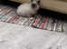 registered Birman Blue pointMale Kitten