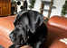 Gorgeous black Boerboel female 10 months old. NABBA pedigree. Payment plan possible