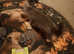 Beautiful grey kittens BSH cross
