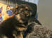 Glenconner German Shepherds Hi