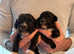 Cavapoo puppies 4 left