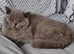Lilac male British shorthair