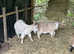 In Kid Pygmy Nanny Goats