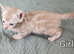Two Purebred Snow Bengal girls left