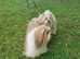 Kc registered lhasa apso male adult