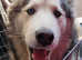 Beautiful female malamute