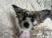 Chinese Crested Hairless Puppies boys