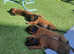 Bavarian Mountain hound puppies
